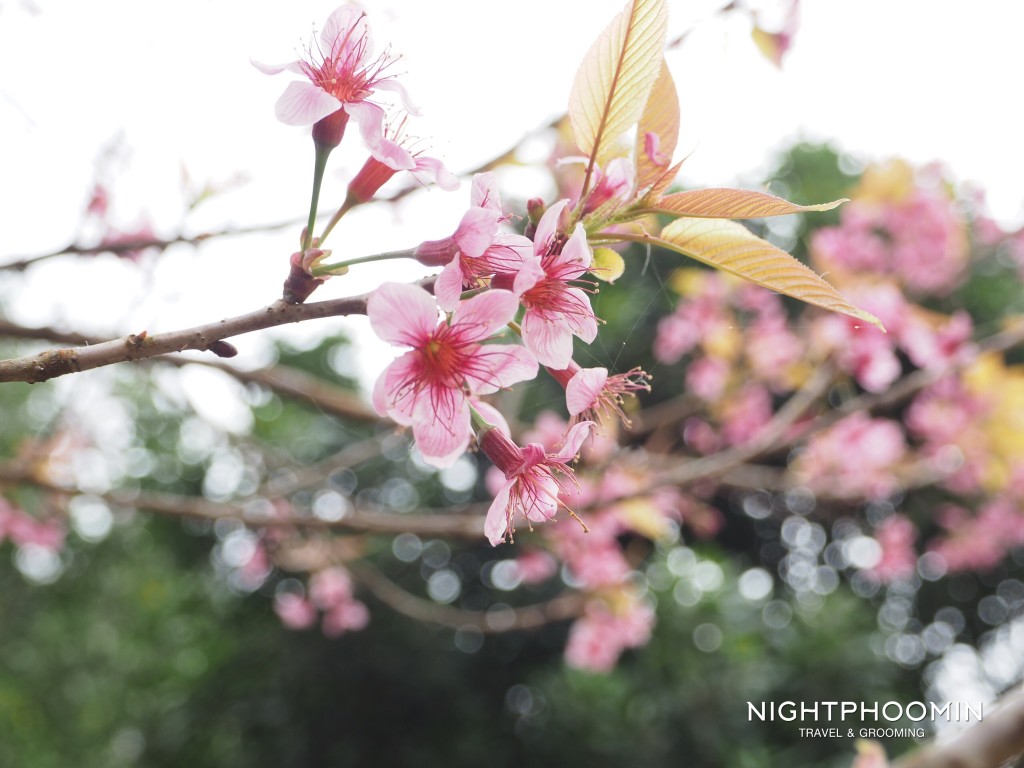 น่าน, nan, วัดภูมินทร์, วัดพระธาตุแช่แห้ง, thailand, ประเทศไทย,ท่องเที่ยว,travel, รีวิว, pantip, พันทิป, review, blogger, บล็อกเกอร์, บล็อกเกอร์ผู้ชาย,บล็อกเกอร์ท่องเที่ยว, travel blogger