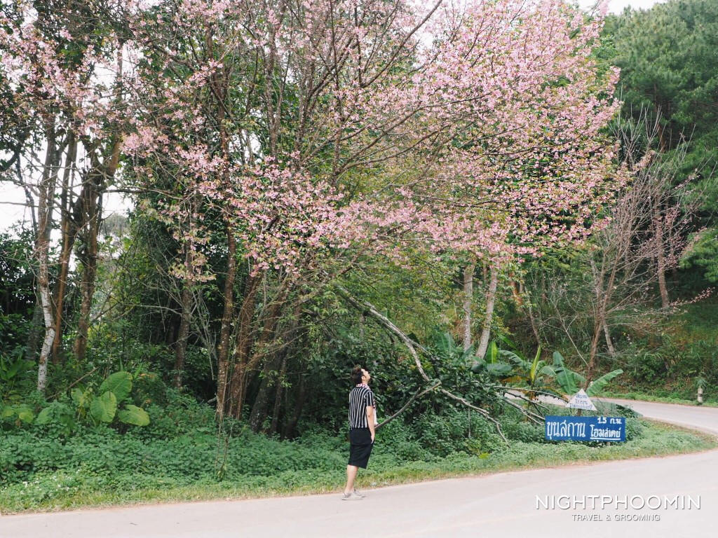 น่าน, nan, วัดภูมินทร์, วัดพระธาตุแช่แห้ง, thailand, ประเทศไทย,ท่องเที่ยว,travel, รีวิว, pantip, พันทิป, review, blogger, บล็อกเกอร์, บล็อกเกอร์ผู้ชาย,บล็อกเกอร์ท่องเที่ยว, travel blogger