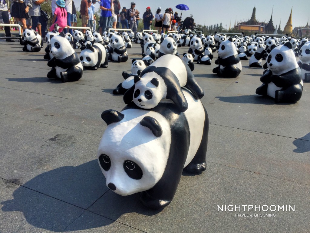 Panda 1600 bangkok-5
