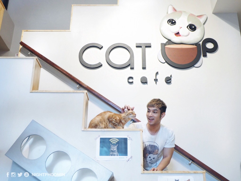 cat up cafe 17