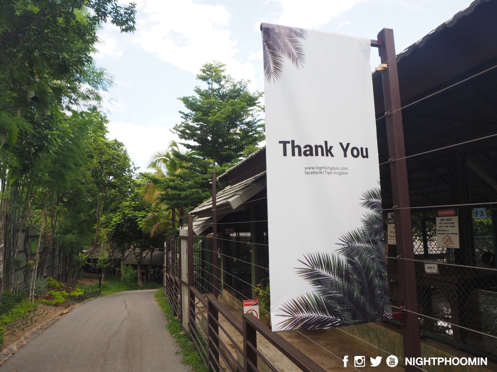 tiger kingdom chiang mai thailand คุ้มเสือ10
