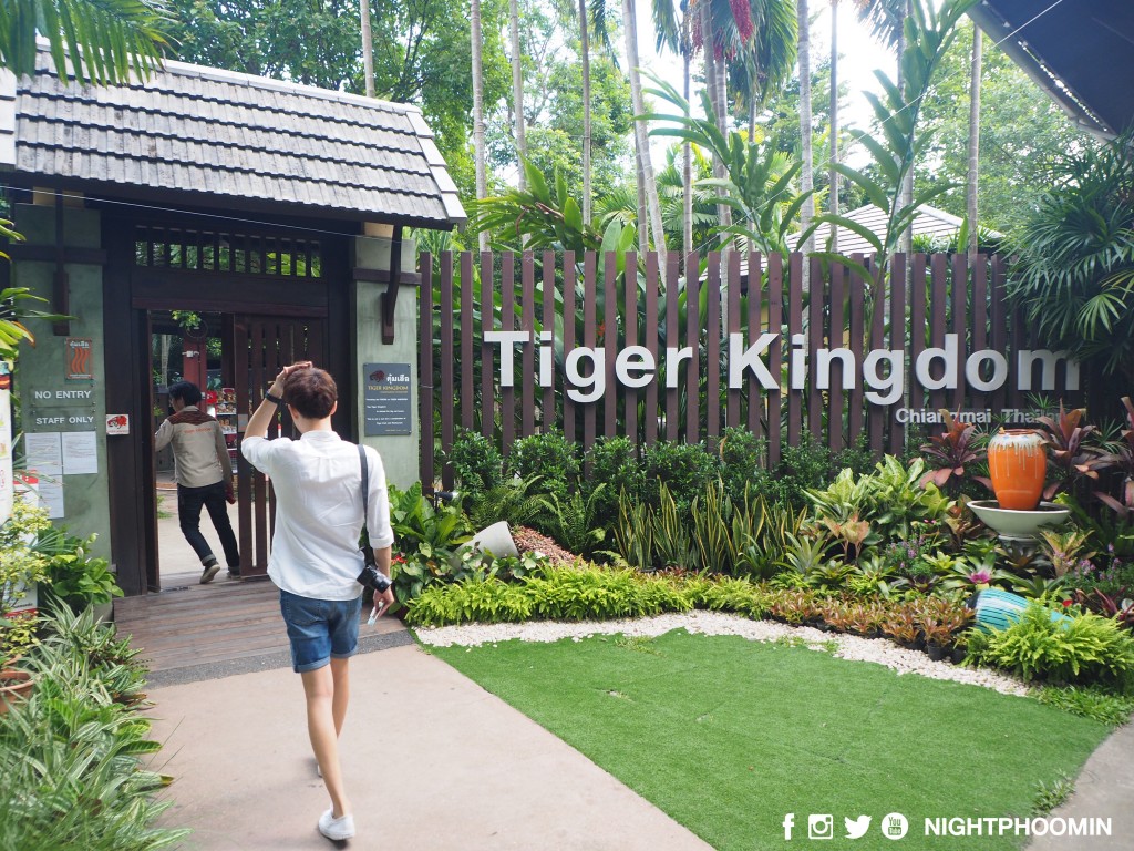 tiger kingdom chiang mai thailand คุ้มเสือ14