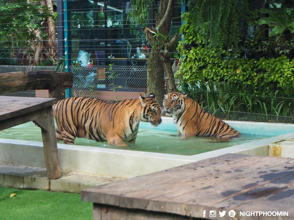 tiger kingdom chiang mai thailand คุ้มเสือ15