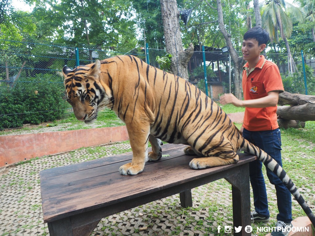 tiger kingdom chiang mai thailand คุ้มเสือ18