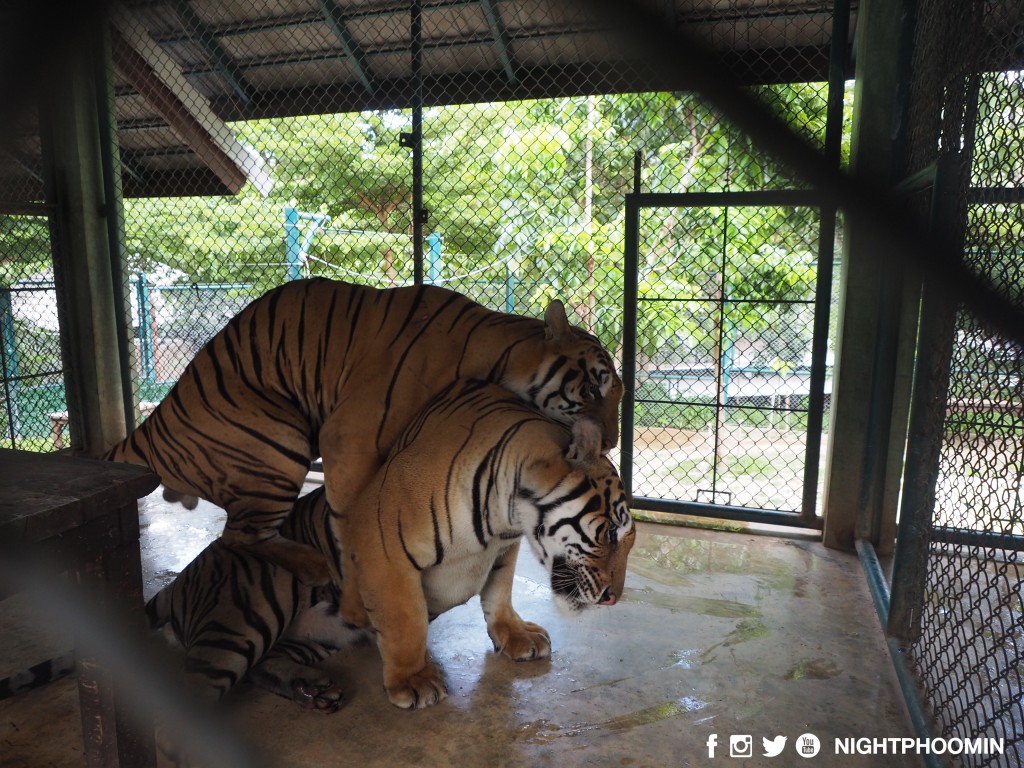tiger kingdom chiang mai thailand คุ้มเสือ6
