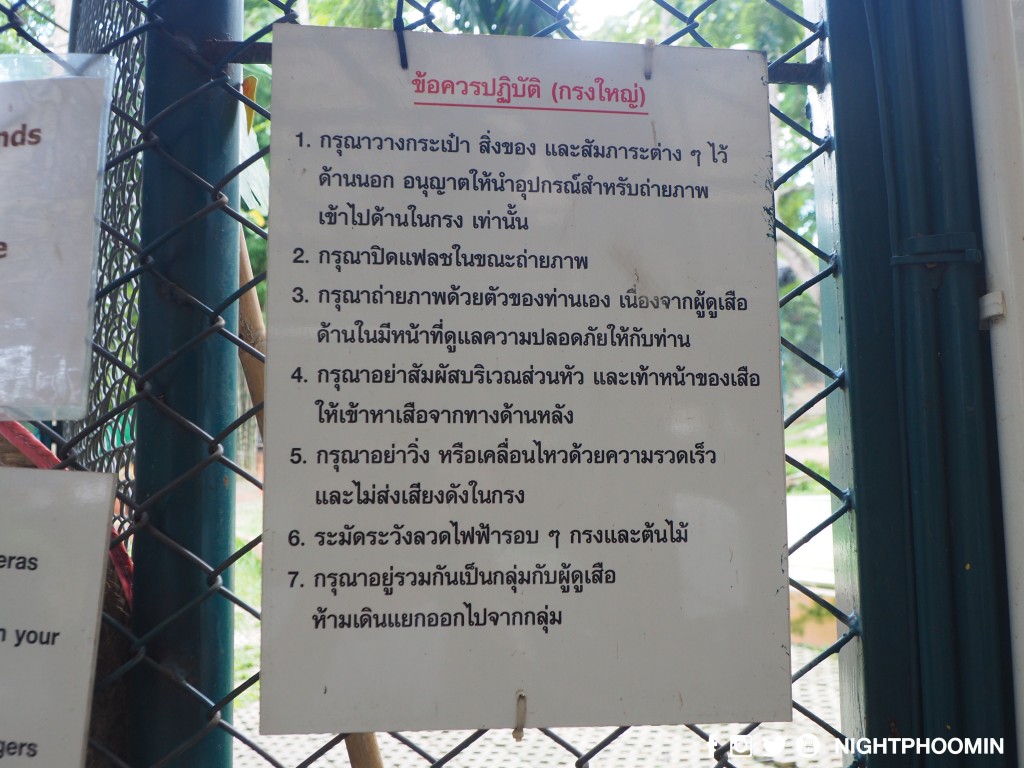 tiger kingdom chiang mai thailand คุ้มเสือ8